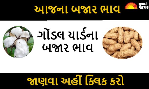 Gondal Market Yard Bhav: જાણો આજે ગોંડલ માર્કેટયાર્ડમાં શું છે જીરુનો ભાવ