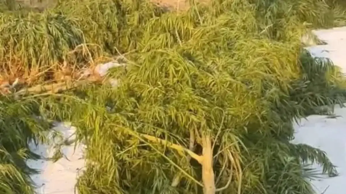 surendranagar-news-sog-mega-raid-at-sayla-seized-rs-2-75-crore-marijuana-644433