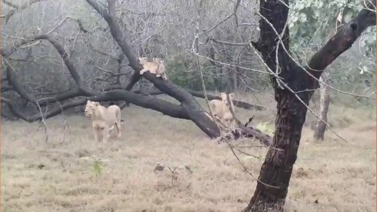 gir-national-park-sasan-gir-lion-cubs-fun-in-freezing-cold-captured-in-viral-video-644212