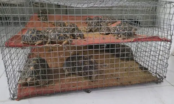 Ahmedabad News: ગેરકાયદેસર રીતે સુરક્ષિત વન્યજીવ સુરજ કાચબો અને સુડા પોપટના વેપારમાં સંકળાયેલ આરોપીઓના ઘરે દરોડા પાડ્યાં