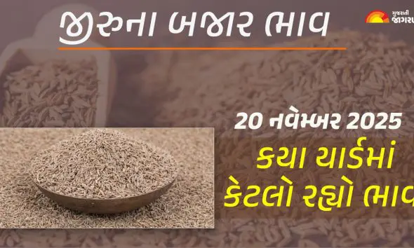 Jeera Price Today: રાજ્યમાં ઊંઝામાં જીરાનો સૌથી ઉંચો ભાવ 4460 રૂપિયા બોલાયો, જાણો અન્ય યાર્ડના ભાવ