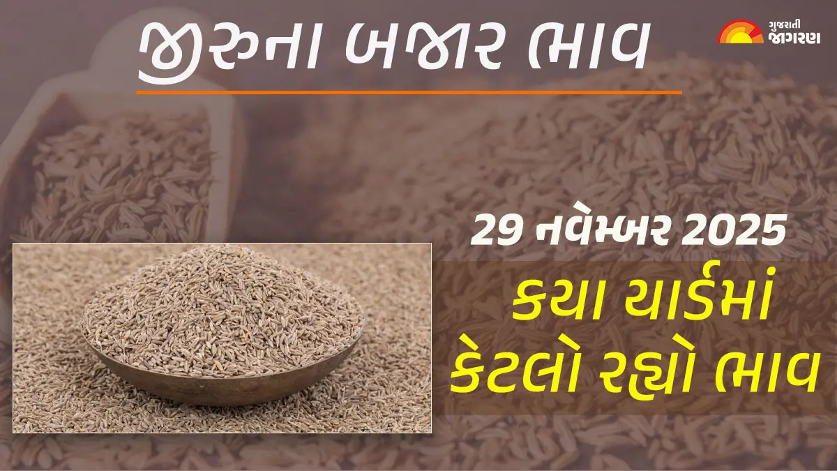 jeera-price-today-29-november-2025-cummin-seed-mandi-price-today-jiru-price-in-unjha-gujarat-646843