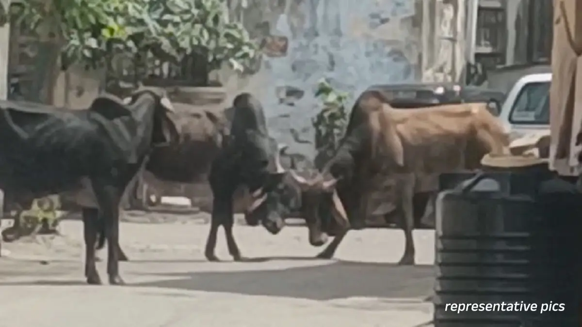 Junagadh News: કેશોદમાં રખડતાં ઢોરે યુવકનો જીવ લીધોઃ બાઇક સાથે અથડાયા બાદ આખલો યુવક પર બેસી જતાં મોત