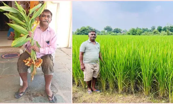 આણંદના ખેડૂતે પ્રાકૃતિક ઢબે હળદરની ખેતી કરીને એક વિઘે આશરે 80,000 નો નફો મેળવ્યો