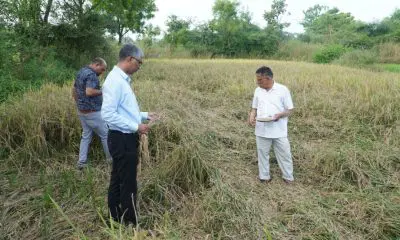 મહિસાગરમાં 383 ટીમો દ્વારા યુદ્ધના ધોરણે સર્વે; ટૂંક સમયમાં રિપોર્ટ સરકારમાં રજૂ થશે - ખેતીવાડી અધિકારી