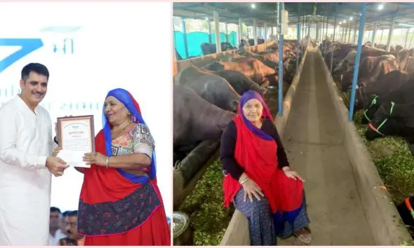 Success Story: બનાસકાંઠાના 65 વર્ષીય મણિબેને એક વર્ષમાં 1.94 કરોડ રૂપિયાનું દૂધ વેચ્યું, કહ્યું - 'આ વર્ષે 3 કરોડનું દૂધ વેચવાનો લક્ષ્યાંક'