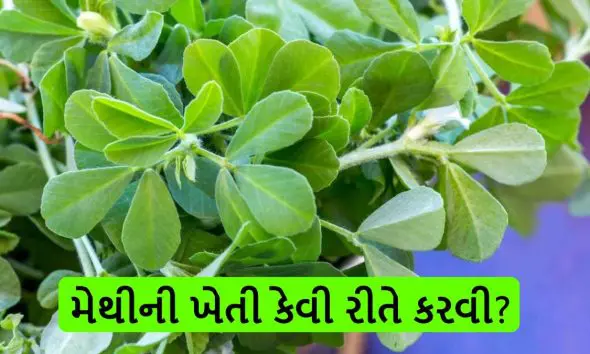 Methi Ni Kheti: પ્રાકૃતિક ખેતીથી મેથી ઉગાડવાની સરળ રીત જાણો