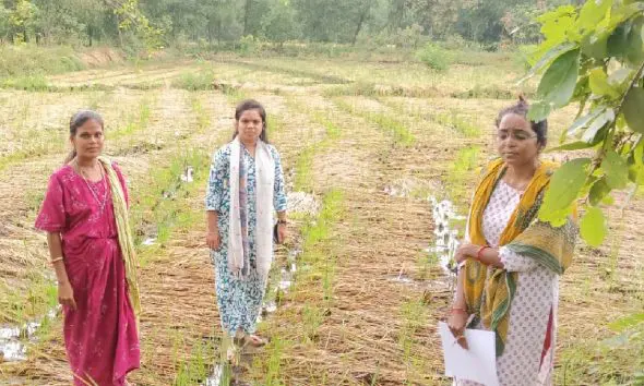 કમોસમી વરસાદથી ઉભા પાકને નુકસાનઃ નવસારીમાં 138 ટીમો દ્વારા 384 ગામોમાં સર્વેની કામગીરી હાથ ધરાઈ