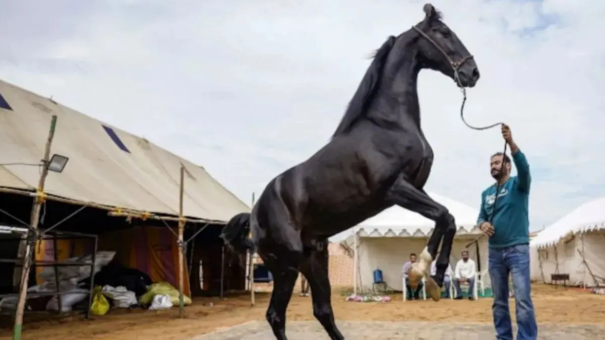 pushkar-mela-tax-will-also-have-to-be-paid-on-the-sale-of-horses-government-opens-gst-camp-at-pushkar-mela-632965