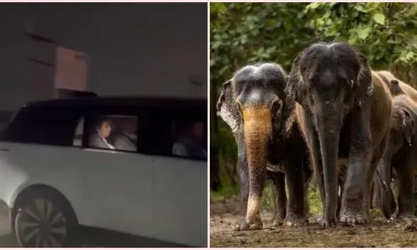 જામનગરમાં ડોનાલ્ડ ટ્રમ્પના પુત્રનું આગમન: VVIP બંદોબસ્ત સાથે રિલાયન્સ વનતારાની લીધી મુલાકાત