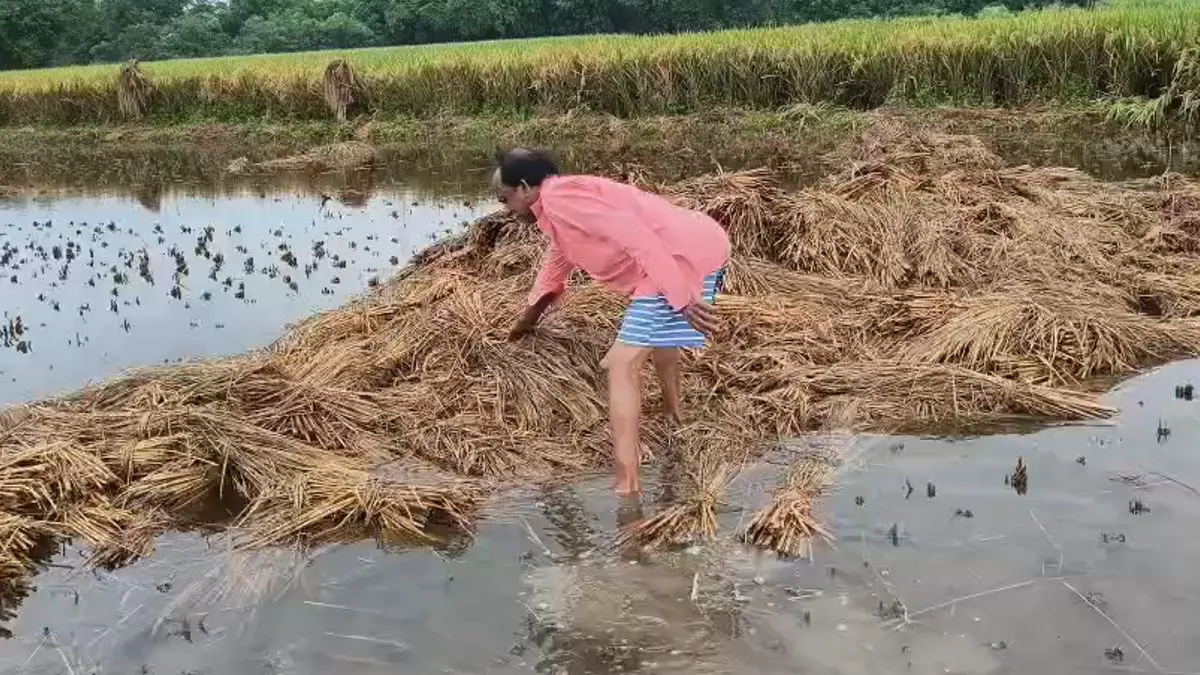vadodara-news-paddy-crop-destroyed-in-vaghodia-due-to-unseasonal-rain-630962