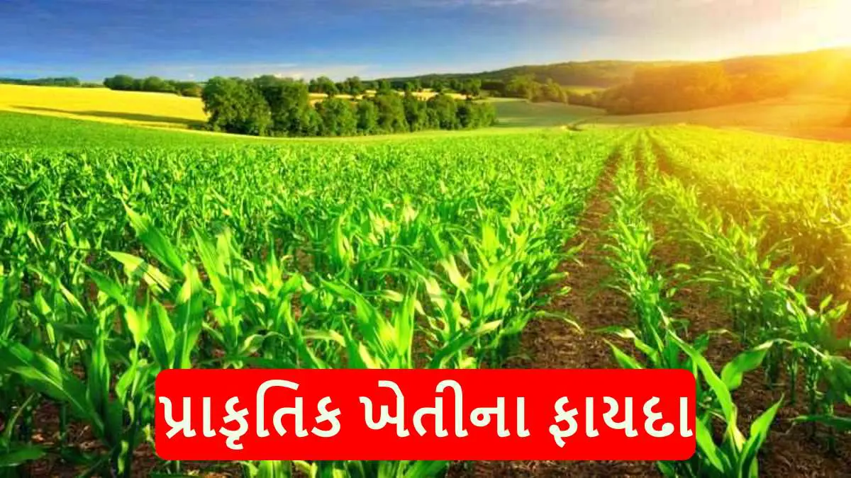 benefits-of-natural-farming-651668