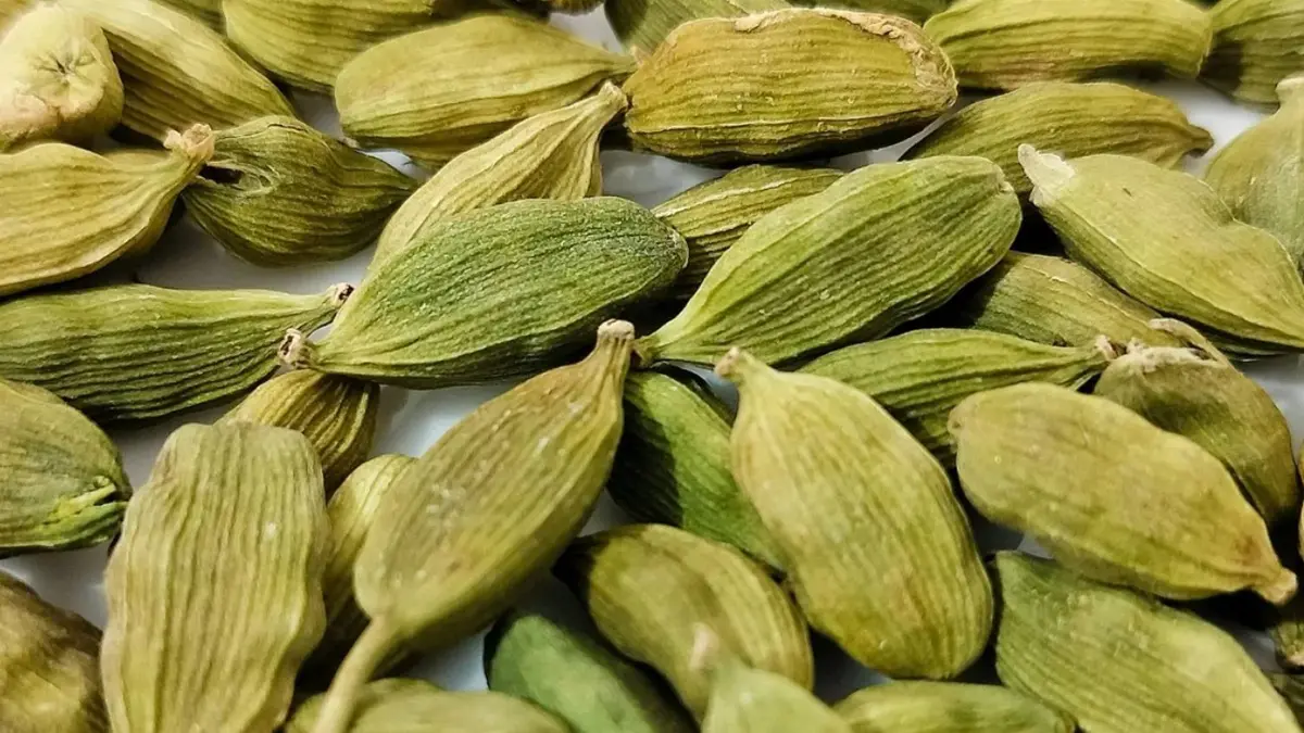 green-cardamom-%e0%aa%a6%e0%aa%b0%e0%aa%b0%e0%ab%8b%e0%aa%9c-2-%e0%aa%88%e0%aa%b2%e0%aa%be%e0%aa%af%e0%aa%9a%e0%ab%80%e0%aa%a8%e0%ab%81%e0%aa%82-%e0%aa%b8%e0%ab%87%e0%aa%b5%e0%aa%a8-%e0%aa%95-663738