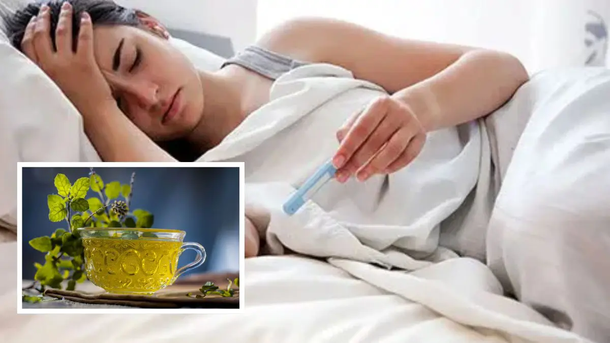 tulsi-is-beneficial-in-viral-fever-know-how-to-consume-it-651989