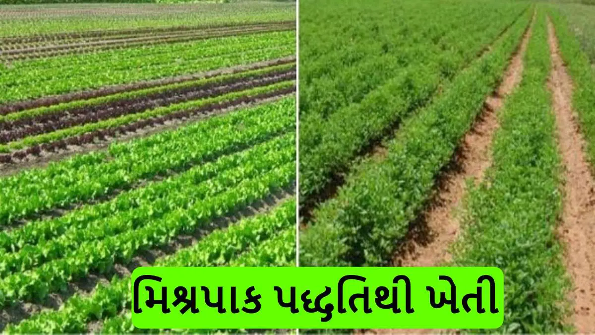 agriculture-many-benefits-to-planting-mixed-crops-using-natural-farming-651114