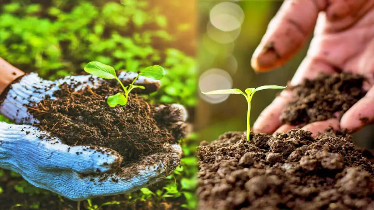 five-important-pillars-of-organic-farming-to-make-it-successful-647630