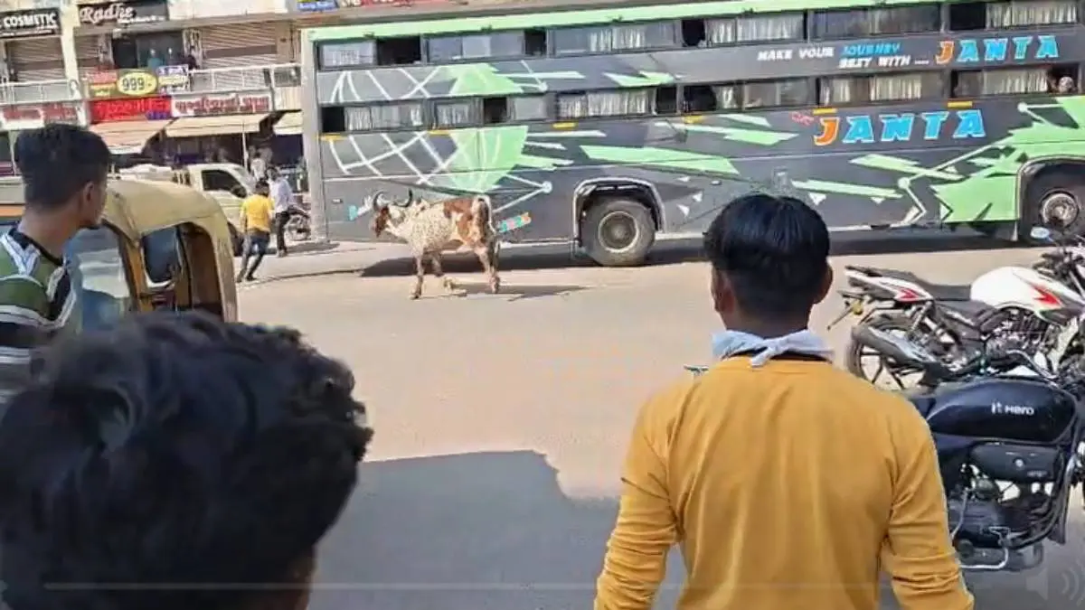 vadodara-news-stray-cattle-menace-cow-attack-on-youth-at-khodiyarnagar-663651