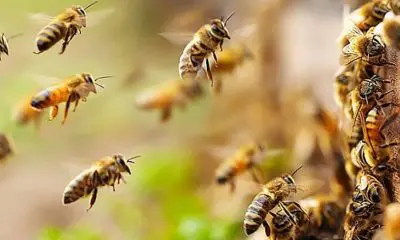 Tapi: નિઝરના ખોડદા ગામે ખેત મજૂર પર મધમાખીઓનો હુમલો, કપાસ વીણતો હતો ત્યારે અચાનક ઝૂંડ ચોંટી પડતા ચીસાચીસ કરી મૂકી