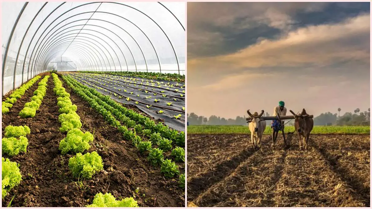similarities-and-differences-between-natural-farming-and-organic-farming-methods-647679