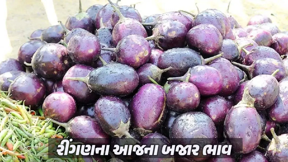 brinjal-price-today-09-december-2025-broundnut-mandi-price-today-ringan-price-in-gujarat-652402