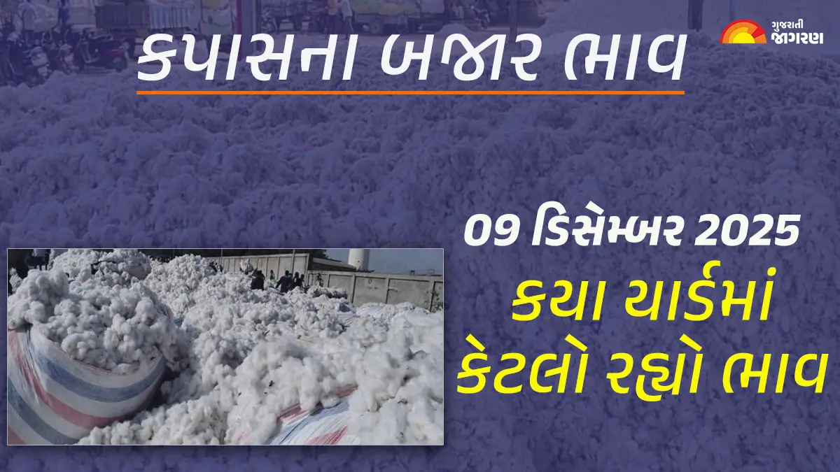 cotton-price-today-09-december-2025-cotton-mandi-price-today-kapas-price-in-rajkot-gujarat-652294