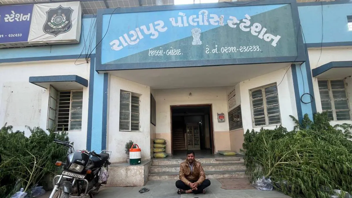 botad-news-smc-seized-rs-99-lakh-marijuana-plants-from-nani-vavadi-village-of-ranpur-648527