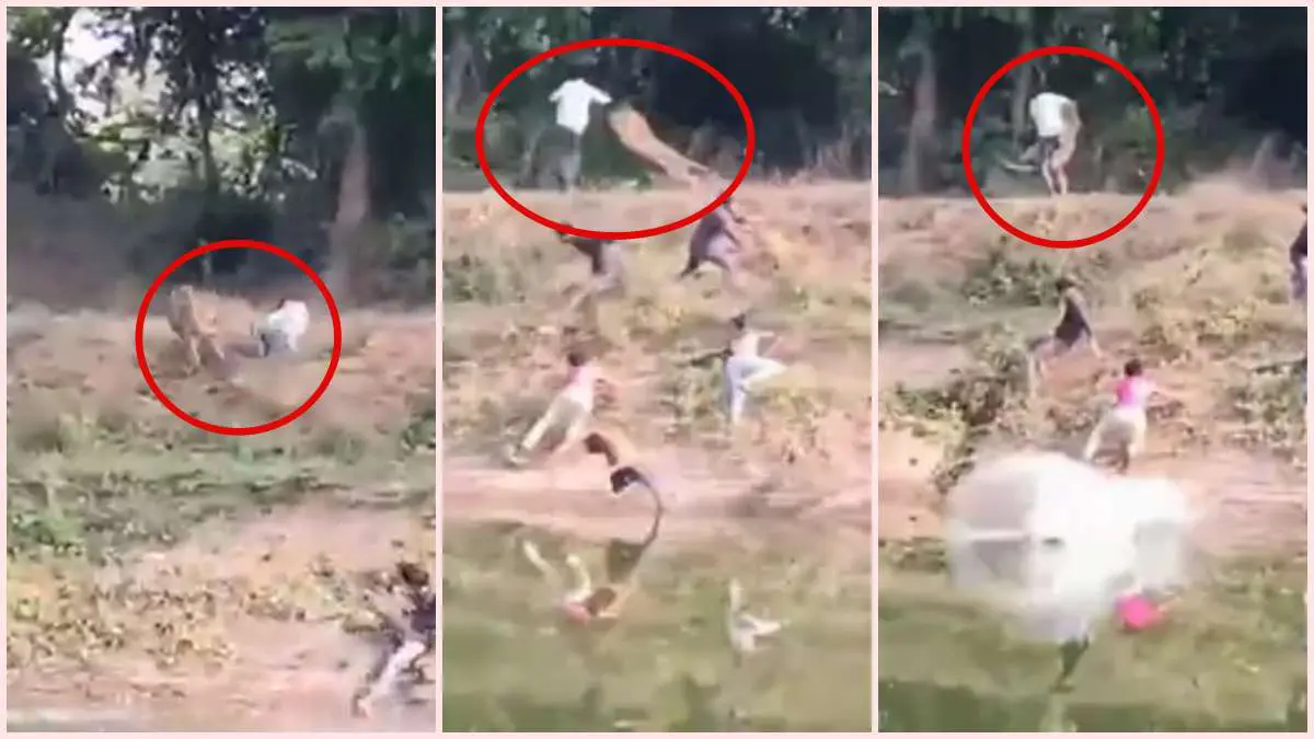 kheda-news-leopard-attacks-people-in-thasra-residents-jump-into-water-to-save-lives-648787