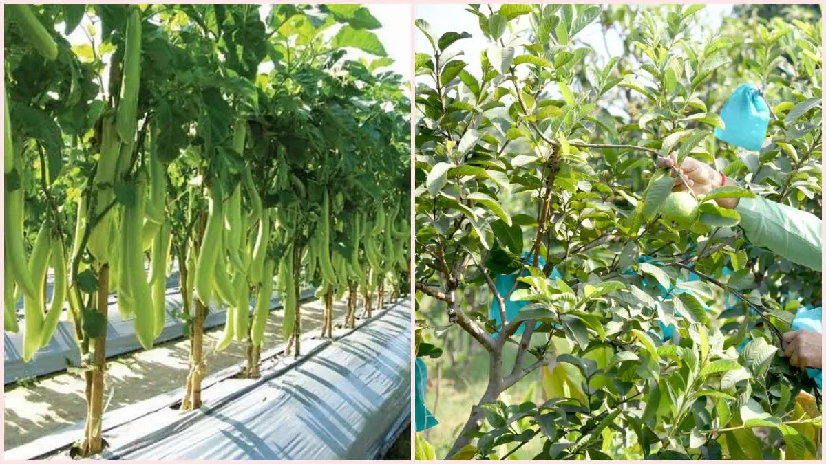 many-benefits-to-consuming-naturally-grown-vegetables-and-fruits-649454