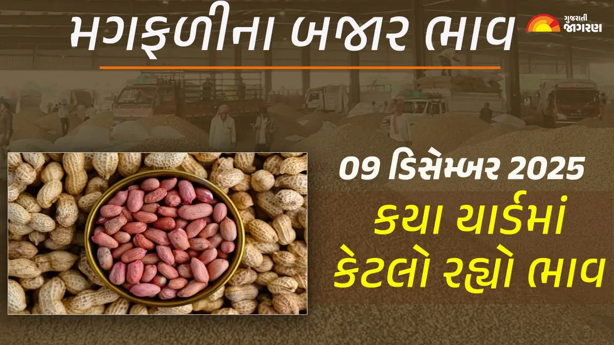 groundnut-price-today-09-december-2025-groundnut-mandi-price-today-magfali-price-in-rajkot-gujarat-652367