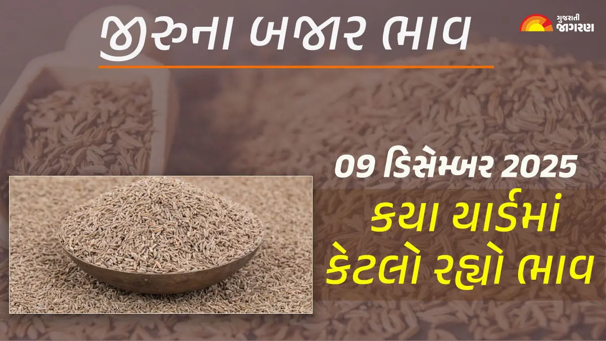 jeera-price-today-09-december-2025-cummin-seed-mandi-price-today-jiru-price-in-unjha-gujarat-652335