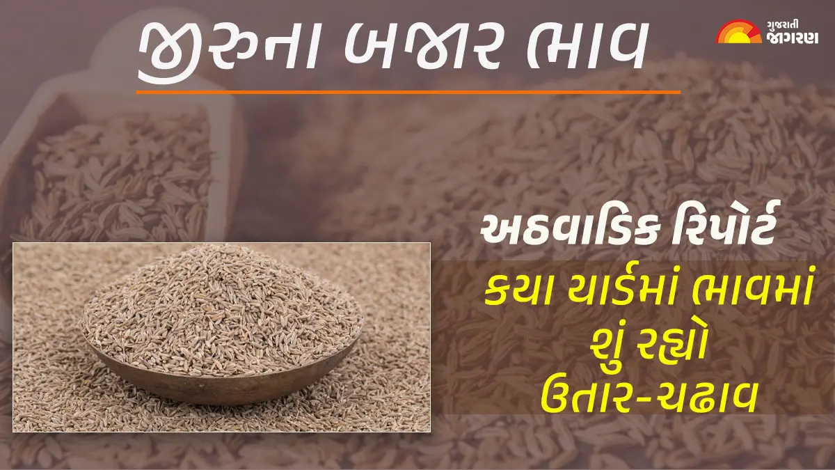 cumin-price-weekly-trend-reports-in-gujarat-december-28-2025-latest-cumin-mandi-prices-weekly-updates-663653