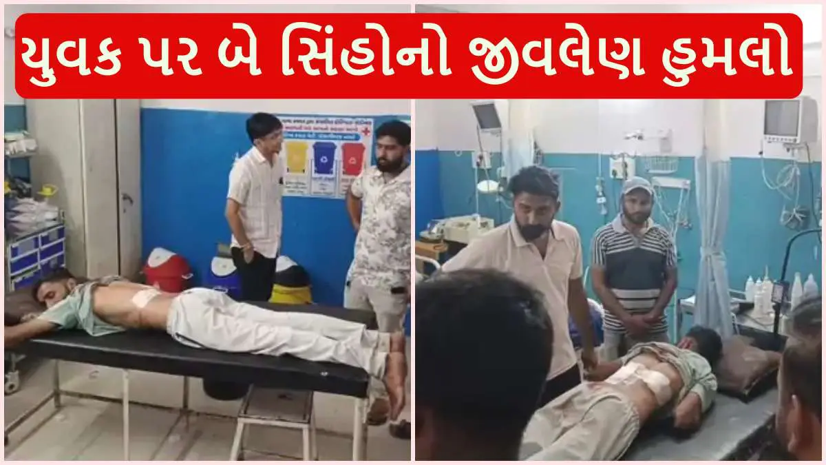 gir-somnath-news-lions-attack-young-worker-in-sindhaj-village-kodinar-latest-news-updates-652736