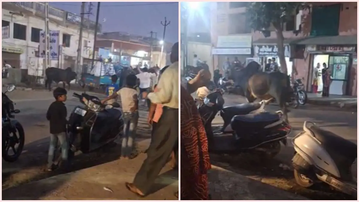 terror-of-stray-bulls-in-nadiad-tremors-in-mataji-varghodo-procession-4-people-injured-648237