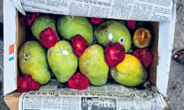 Kesar Mango In Porbandar: પોરબંદરમાં ભરશિયાળે કેસર કેરીનું આગમનઃ કિલોનો ભાવ રૂ. 1251 બોલાયો