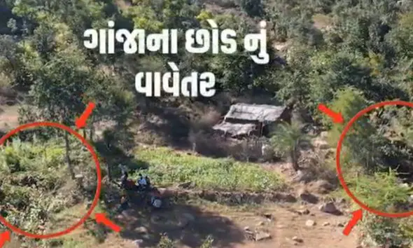 સાબરકાંઠામાં રૂ. 1.13 કરોડનું ગેરકાયદે ગાંજાનું વાવેતર ઝડપાયું, SOGએ 226 કિલો છોડ જપ્ત કર્યા