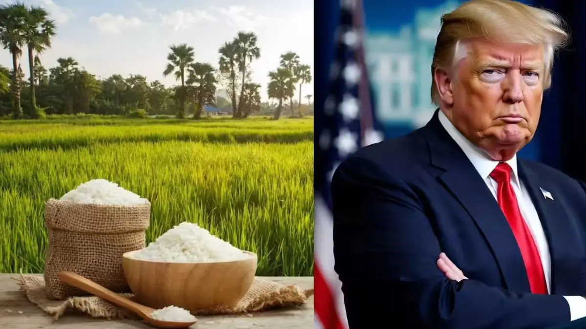 india-us-trade-trumps-rice-rag-now-americas-additional-taxes-will-not-have-any-impact-what-is-indias-plan-652616