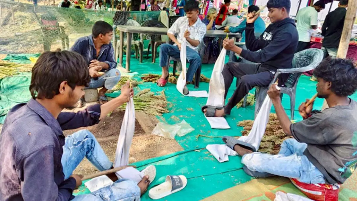 Vadodara News: શિયાળાની શરૂઆત સાથે ડભોઈના થુવાવી ગામે પોંક સેન્ટરોમાં રોનક, કમોસમી વરસાદથી પોંકના ભાવ આસમાને