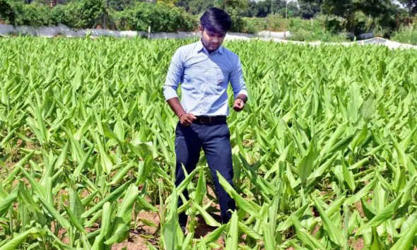 ગાય આધારિત પ્રાકૃતિક ખેતીની કમાલઃ સાવલીના ખેડૂતે ઝેરમુક્ત ખેતીથી રૂ. 6 લાખની મબલખ આવક રળી