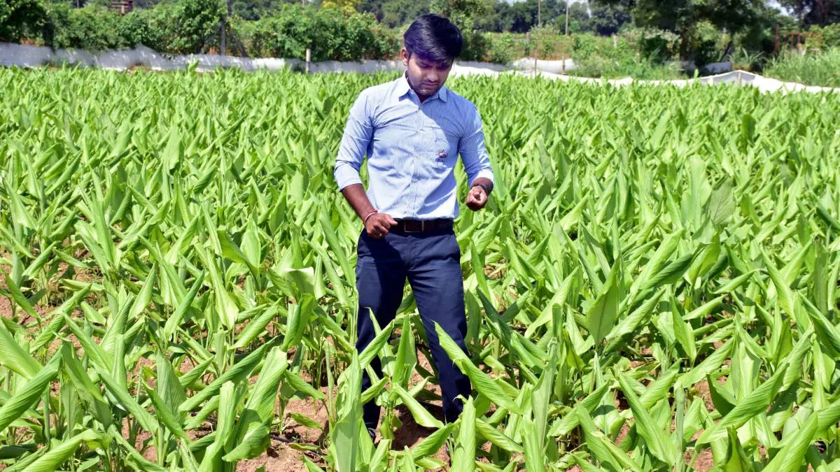 vadodara-news-savli-farmer-vishal-patel-natural-farming-success-story-678168