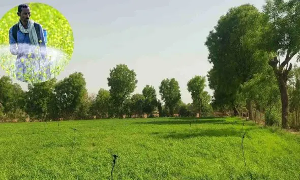 પ્રાકૃતિક ખેતીનો ‘ગ્રીન વોરિયર’: ખેડૂતો માટે લીમડો માત્ર વૃક્ષ નહીં પણ ‘દવા અને ઢાલ’ બંને છે; જાણો તેના અદભૂત ફાયદા