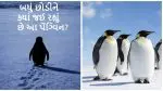 19 વર્ષ જૂનો વીડિયો કેમ થયો વાયરલ? જાણો 'નિહિલિસ્ટ પેંગ્વિન'ની અસલી કહાની