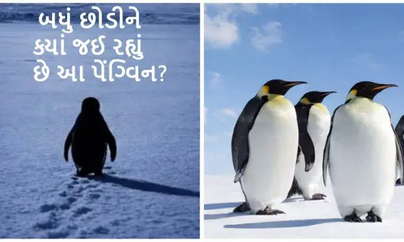 19 વર્ષ જૂનો વીડિયો કેમ થયો વાયરલ? જાણો 'નિહિલિસ્ટ પેંગ્વિન'ની અસલી કહાની