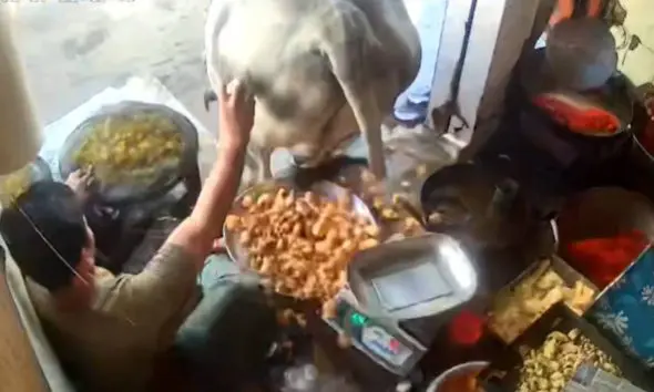 Devbhumi Dwarka: સલાયામાં રખડતા ઢોરનો આતંક, યુદ્ધે ચડેલો આખલો ફરસાણની દુકાનોમાં ઘુસી જતા અફરાતફરી મચી