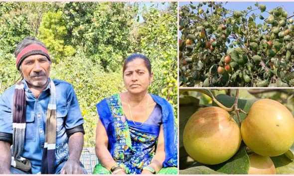 દાહોદના ખેડૂતનો કમાલ: આસામથી લાવીને ઉછેર્યા કાશ્મીરી અને થાઈ એપલ બોર, પ્રાકૃતિક ખેતી દ્વારા ઘરે બેઠા મેળવી રહ્યા છે અઢળક નફો