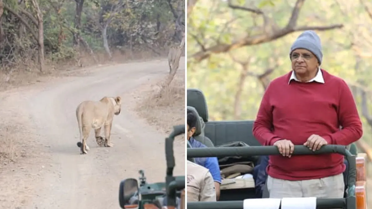 CM Bhupendra Patel Visit: મુખ્યમંત્રી ભૂપેન્દ્ર પટેલે સાસણગીરમાં સિંહ દર્શન કર્યા, વહેલી સવારે જંગલ સફારીનો નજારો માણ્યો