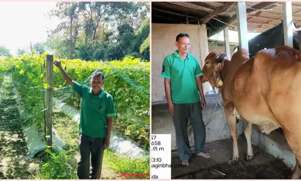 વાંસદાના ખેડૂતે રાસાયણિક ખેતી છોડી પ્રાકૃતિક ખેતી અપનાવી, માત્ર 50 ગુંઠા જમીનમાંથી મેળવે છે લાખોની આવક