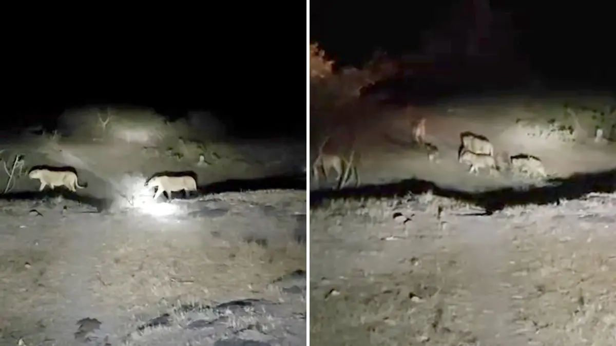 14-asiatic-lions-spotted-together-in-dhari-amreli-gujarat-watch-video-681706