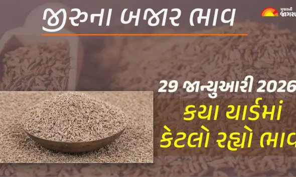 Jeera Price Today in Gujarat, January 29, 2026: ગુજરાતના 21 યાર્ડના જીરાના આજના બજાર ભાવ, જાણો કયા યાર્ડમાં ઊંચા-નીચા ભાવ શું રહ્યા?