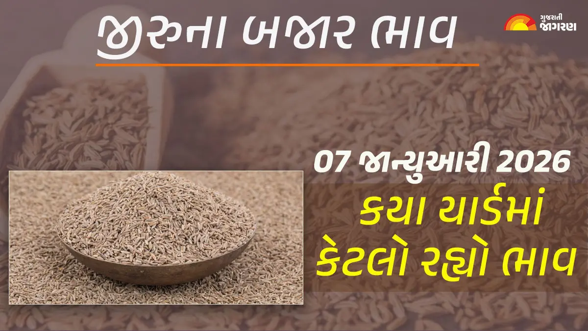 Jeera Price Today in Gujarat, January 07, 2026: ઊંઝા સહિત ગુજરાતના 20 યાર્ડના જીરાના આજના બજાર ભાવ, જાણો કયા યાર્ડમાં ઊંચા-નીચા ભાવ શું રહ્યા?