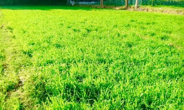 માવઠાના ફટકાને પડકારતા પંચમહાલના ખેડૂતો: 17,850 હેક્ટર નુકસાન છતાં 66 હજાર હેક્ટરમાં કર્યું શિયાળુ વાવેતર